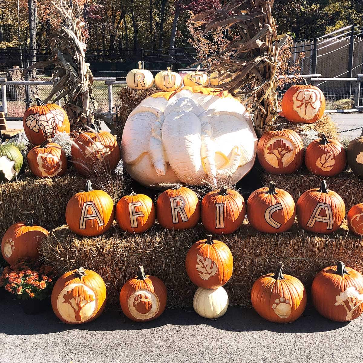 Life Is Sweet October 2019 - Carved pumpkins on display at MKE County Zoo for Halloween.