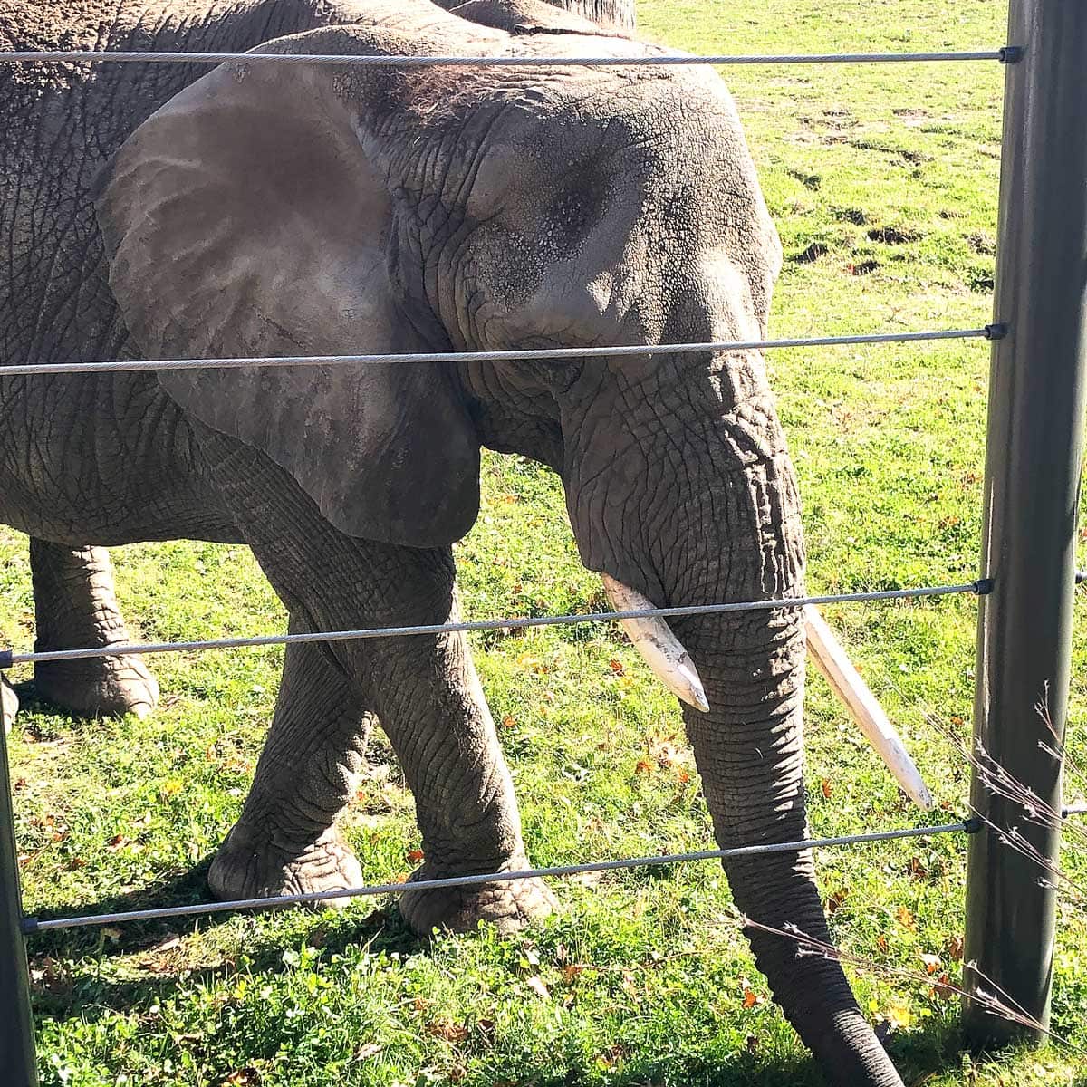 Life Is Sweet October 2019 - Up close with Ruth the elephant at MKE County Zoo.
